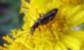 Oedemera barbara